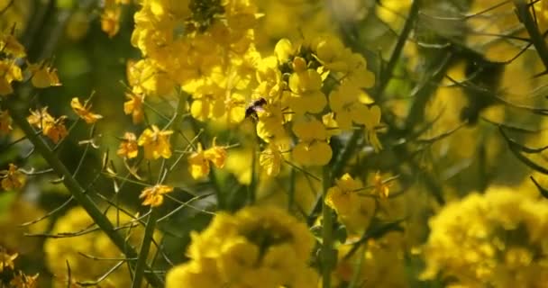 Bee and Canola flower in the field at the Azumayama park in Shounan Kanagawa — стоковое видео