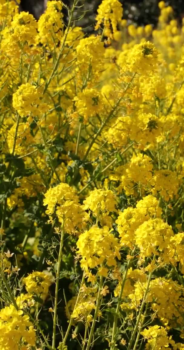 Jardin de fleurs de canola au parc Azumayama à Shounan Kanagawa vertical — Video