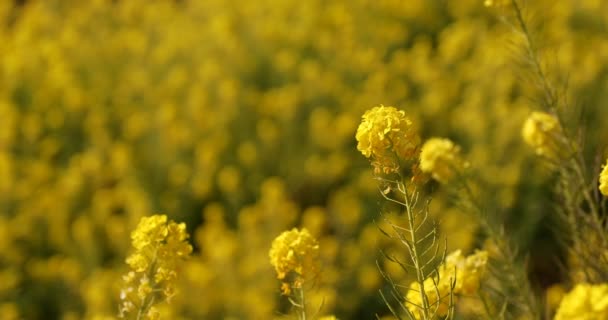 Jardin de fleurs de canola au parc Azumayama à Shounan Kanagawa close up — Video