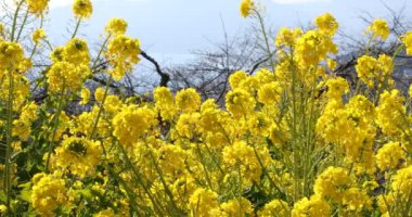 Shounan Kanagawa orta çekimde Azumayama Park'ta kanola Çiçek Bahçesi