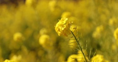 Kanola çiçek bahçesi Shounan Kanagawa Azumayama Park'ta yakın çekim