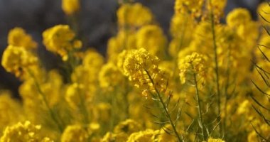 Kanola çiçek bahçesi Shounan Kanagawa Azumayama Park'ta yakın çekim el