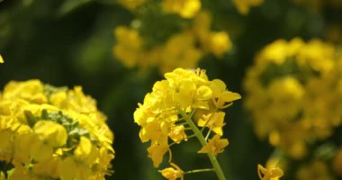 Kanola çiçek bahçesi Shounan Kanagawa Azumayama Park'ta yakın çekim