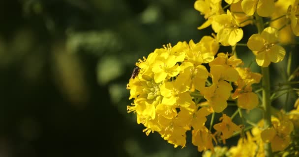 Fleur d'abeille et de canola dans le champ au parc Azumayama à Shounan Kanagawa — Video