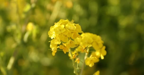 Canola λουλούδι στον κήπο στο Azumayama park στο Shounan Kanagawa κοντινό χειρός — Αρχείο Βίντεο