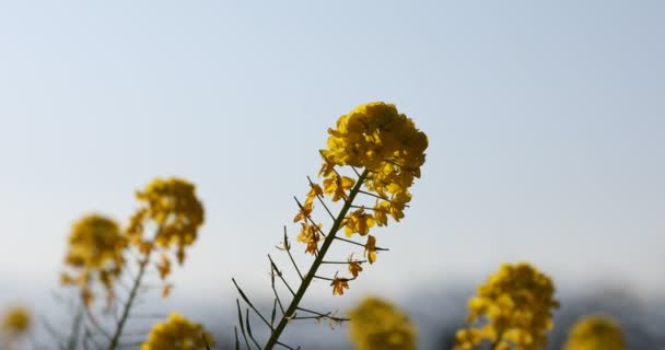 Jardín de flores de canola en el parque Azumayama en Shounan Kanagawa de cerca — Vídeo de stock