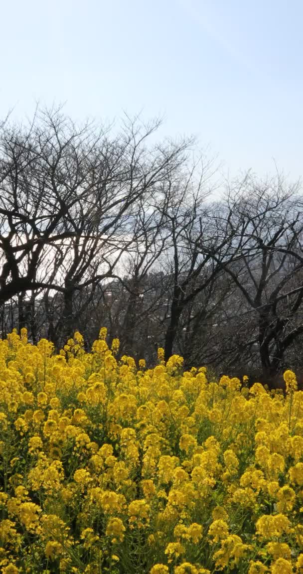 Jardin de fleurs de canola au parc Azumayama à Shounan Kanagawa vertical — Video