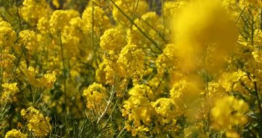 Shounan Kanagawa orta çekimde Azumayama Park'ta kanola Çiçek Bahçesi