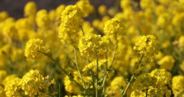 Kanola çiçek bahçesi Shounan Kanagawa Azumayama Park'ta yakın çekim