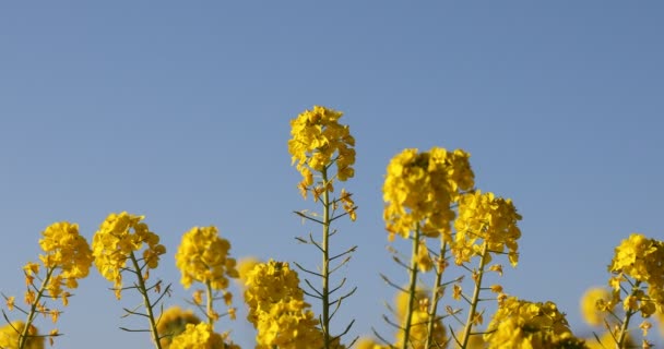 Canola λουλούδι στον κήπο στο Azumayama park στο μεσαίο πλάνο Shounan Kanagawa — Αρχείο Βίντεο