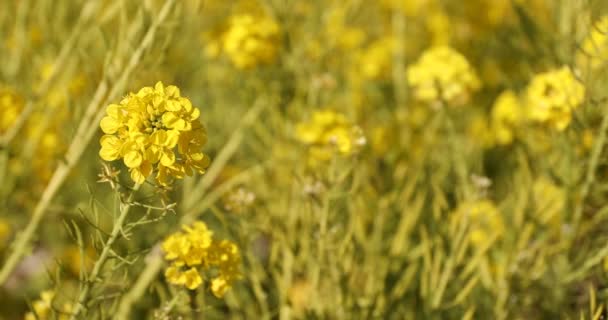 Jardim de flores de canola no parque Azumayama em Shounan Kanagawa — Vídeo de Stock