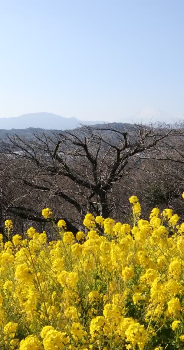 Květná zahrada v Azumayama parku v Shounan Kanagawa vertikální řepka — Stock video