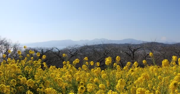 Цветочный сад Канола в парке Адзумаяма в копировальном пространстве Шунан Канагава — стоковое видео