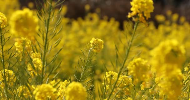 Canola λουλούδι στον κήπο στο Azumayama park στο μεσαίο πλάνο Shounan Kanagawa — Αρχείο Βίντεο