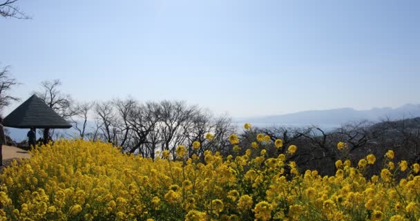 Shounan Kanagawa Azumayama Park'ta kanola Çiçek Bahçesi — Stok video
