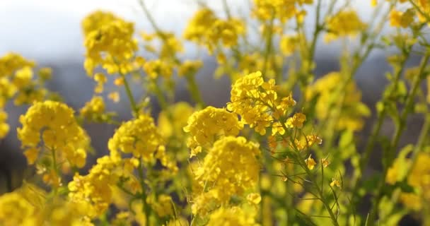 Jardin de fleurs de canola au parc Azumayama à Shounan Kanagawa close up handheld — Video