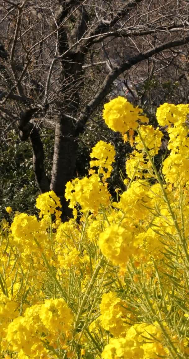 Jardin de fleurs de canola au parc Azumayama à Shounan Kanagawa vertical — Video
