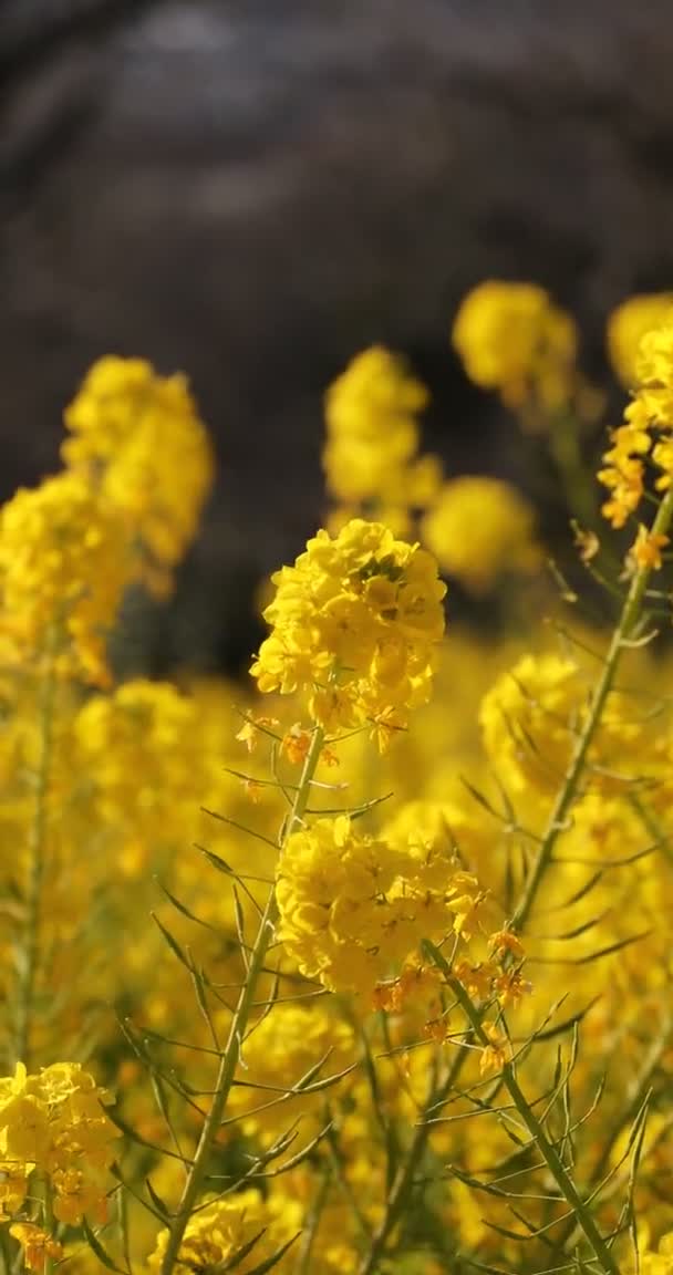 Jardin de fleurs de canola au parc Azumayama à Shounan Kanagawa vertical — Video