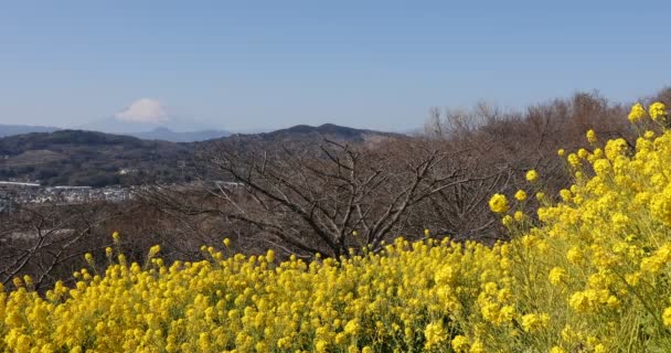 Canola λουλούδι στον κήπο στο Azumayama park στο Shounan Kanagawa panning — Αρχείο Βίντεο