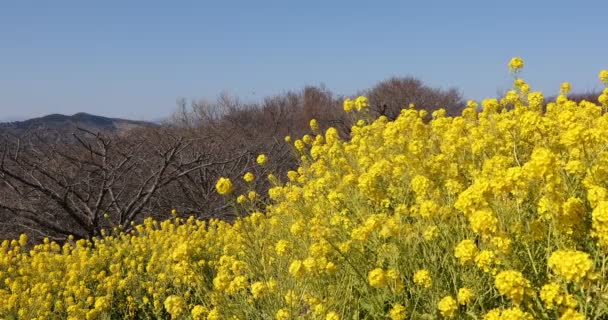 Canola λουλούδι στον κήπο στο Azumayama park στο μεσαίο πλάνο Shounan Kanagawa — Αρχείο Βίντεο