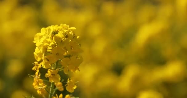 Canola gradina de flori la Azumayama parc în Shounan Kanagawa copia spațiu — Videoclip de stoc