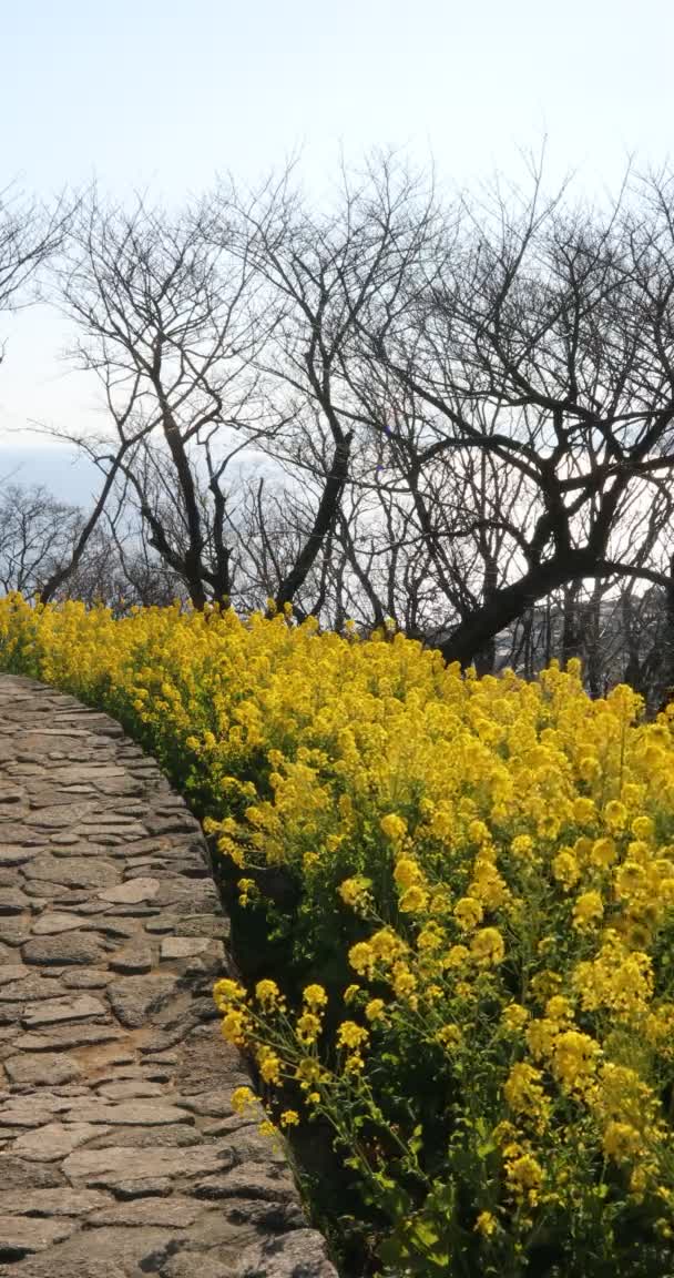 Shounan Kanagawa dikey Azumayama Park'ta kanola Çiçek Bahçesi — Stok video