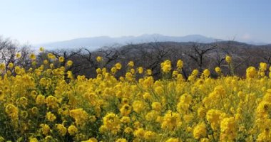 Shounan Kanagawa orta çekimde Azumayama Park'ta kanola Çiçek Bahçesi