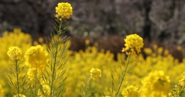 Shounan Kanagawa orta çekimde Azumayama Park'ta kanola Çiçek Bahçesi