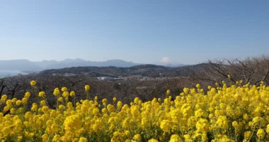Shounan Kanagawa 'daki Azumayama parkında Kanola çiçek bahçesi kopyalama alanı