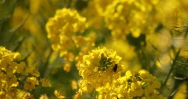 Shounan Kanagawa Azumayama Park'ta alanındaki arı ve kanola çiçeği