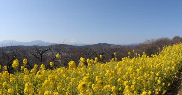 Jardin de fleurs de canola au parc Azumayama à Shounan Kanagawa — Video