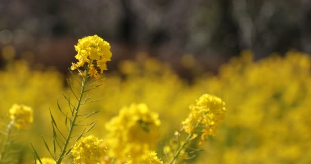 Jardin de fleurs de canola au parc Azumayama à Shounan Kanagawa — Video