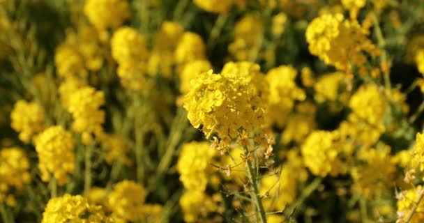 Jardín de flores de canola en el parque Azumayama en Shounan Kanagawa de cerca — Vídeo de stock