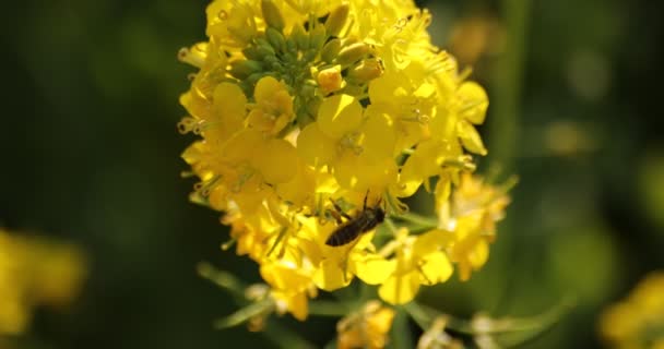 Μέλισσα και Canola λουλούδι στο πεδίο στο Azumayama park στο Shounan Kanagawa — Αρχείο Βίντεο