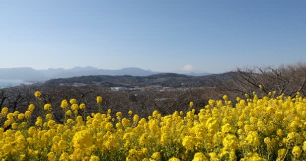 Shounan Kanagawa 'daki Azumayama parkında Kanola çiçek bahçesi kopyalama alanı — Stok video