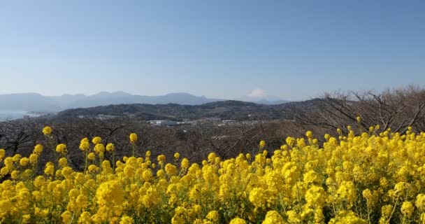 Kanola çiçek bahçesi Shounan Kanagawa Azumayama Park'ta eğimli — Stok video