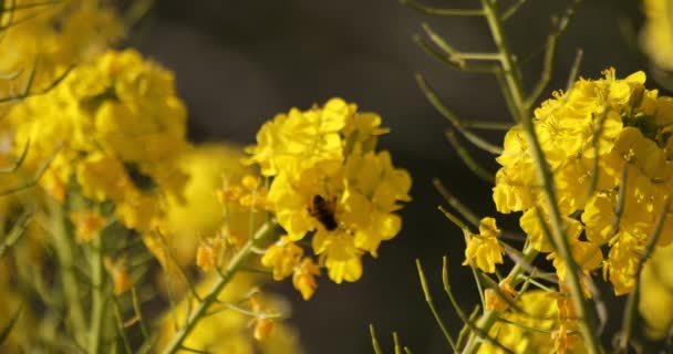 Bee en Canola bloem in het veld op Azumayama park in Shounan Kanagawa — Stockvideo
