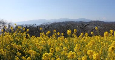 Kanola çiçek bahçesi Shounan Kanagawa Azumayama Park'ta eğimli
