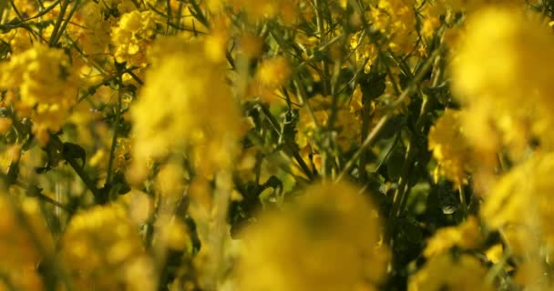 Κλίση canola λουλούδι στον κήπο στο Azumayama park στο Shounan Kanagawa — Αρχείο Βίντεο