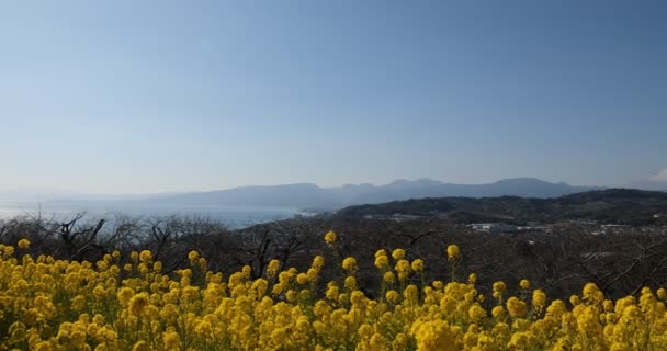 Ogród kwiatowy rzepak w parku Azumayama w Shounan Kanagawa panoramowania — Wideo stockowe