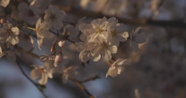 春の昼休みには桜が咲きます 練馬区東京都 2020 — ストック動画