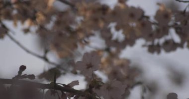 Gölge Kiraz Çiçeği bahar günü kapanıyor. Nerima Bölgesi Tokyo / Japonya - 03.26.2020