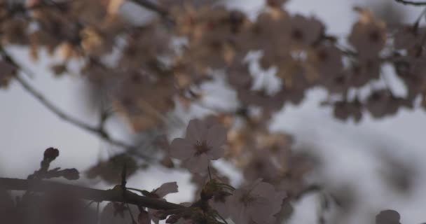 Flor Cerezo Sombra Primer Plano Diurno Primavera Distrito Nerima Tokio — Vídeo de stock