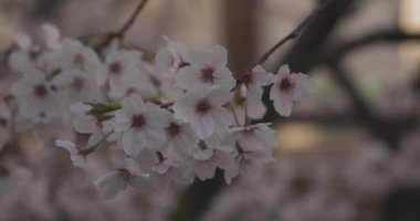 Gölge Kiraz Çiçeği bahar günü kapanıyor. Nerima Bölgesi Tokyo / Japonya - 03.26.2020