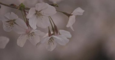 Gölge Kiraz Çiçeği bahar günü kapanıyor. Nerima Bölgesi Tokyo / Japonya - 03.26.2020