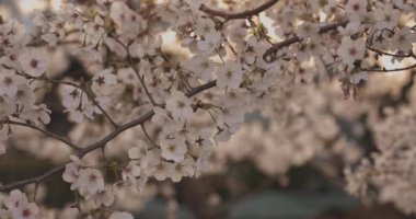 Baharda kiraz çiçeği açan gölge. Nerima Bölgesi Tokyo / Japonya - 03.26.2020