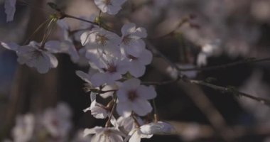 Gölge Kiraz Çiçeği bahar günü kapanıyor. Nerima Bölgesi Tokyo / Japonya - 03.26.2020