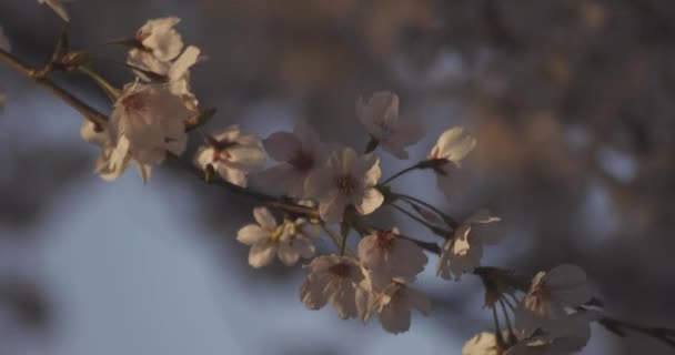 Теневая Вишня Цветет Весной Днем Нерима Токио Япония 2020 — стоковое видео