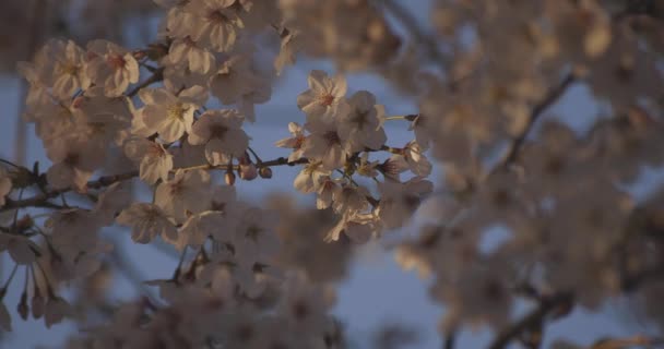Skugga Körsbär Blomma Våren Dagtid Nerima Distriktet Tokyo Japan 2020 — Stockvideo