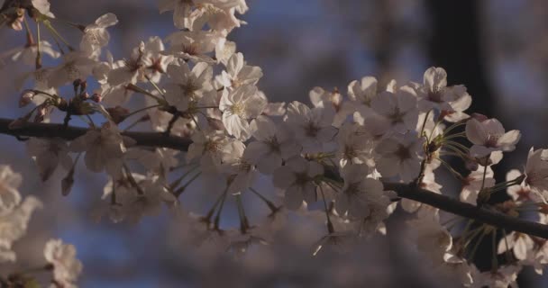 Cień Wiśnia Kwitnie Wiosną Dystrykt Nerima Tokio Japonia 2020 — Wideo stockowe